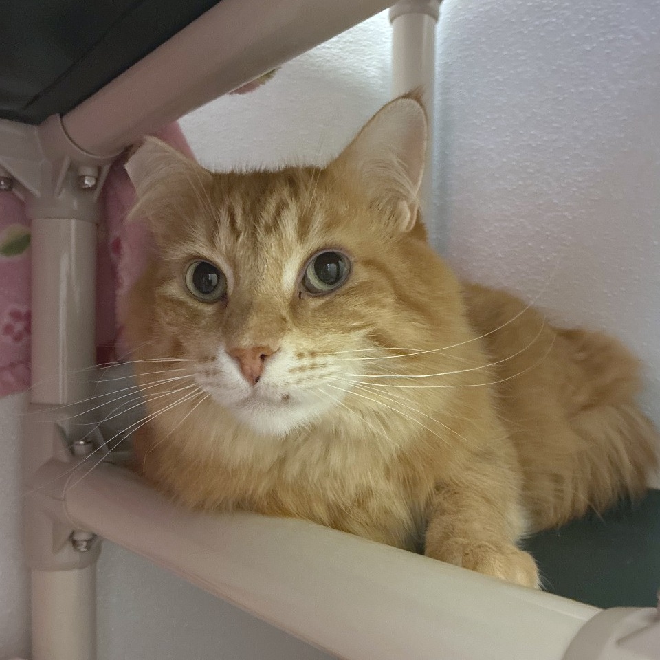 Gopher — thumbnail 3