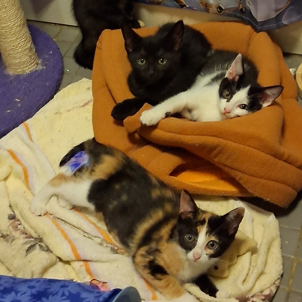 Eclipse & Crescent *Bonded Pair*, photo 11