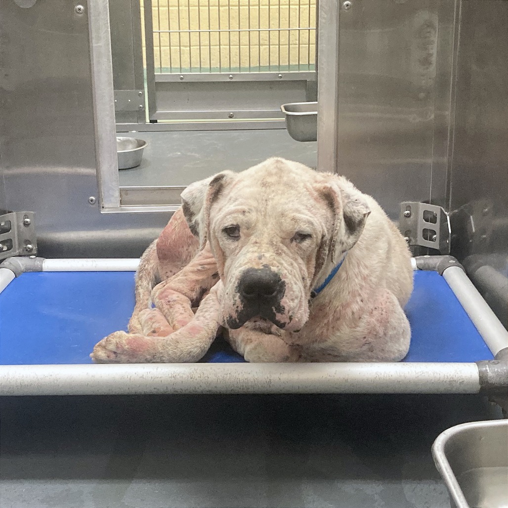 Moss — thumbnail 4