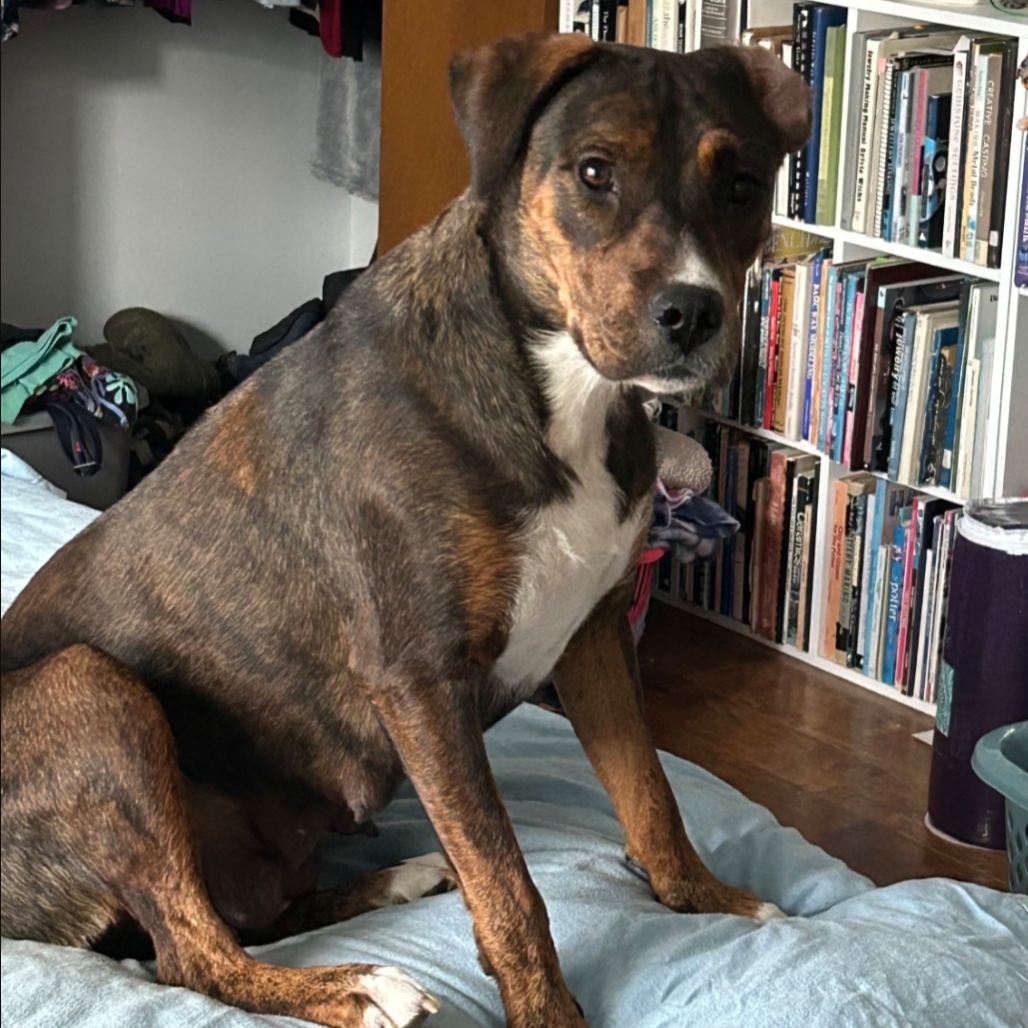 Mixed Breed