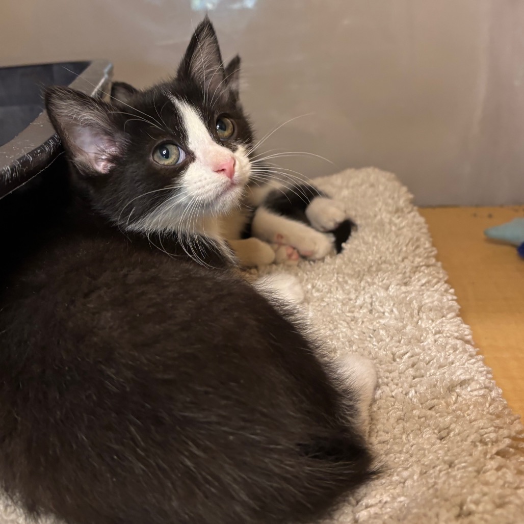 BOB EVANS - Domestic Shorthair available for adoption