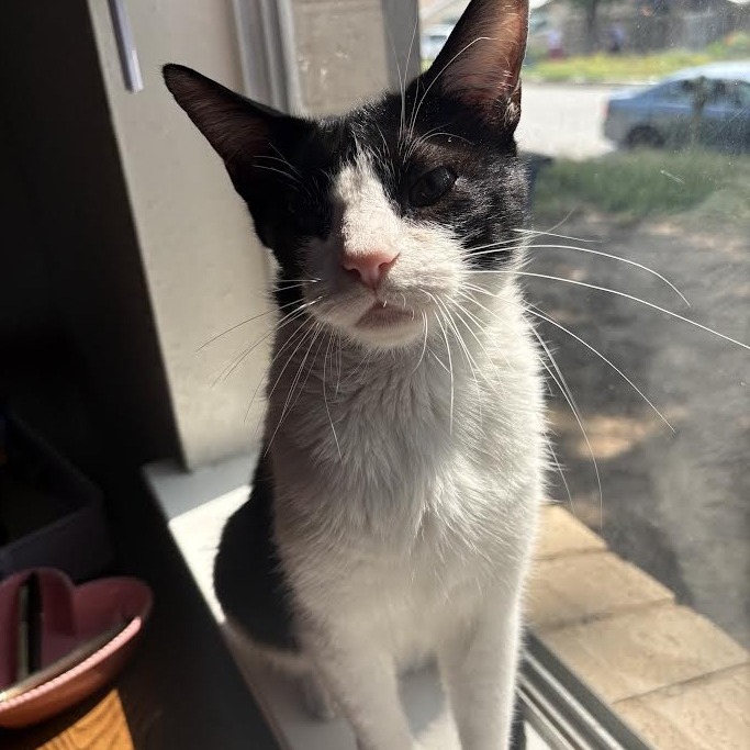 Nugget MVP — thumbnail 11