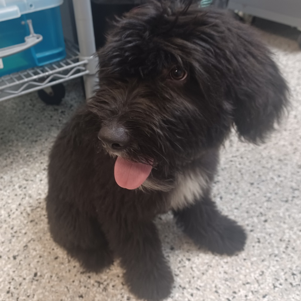 ELLIE ROSE - Poodle / Sheep Dog available for adoption