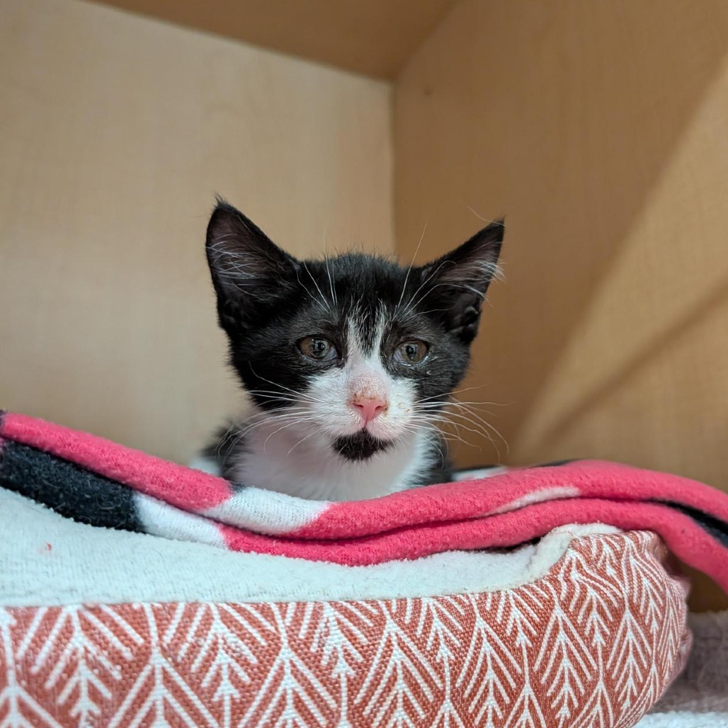 CHIPMUNK - Domestic Shorthair available for adoption