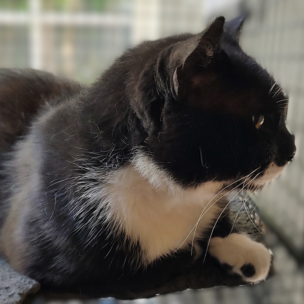 Big Poppi, photo 4