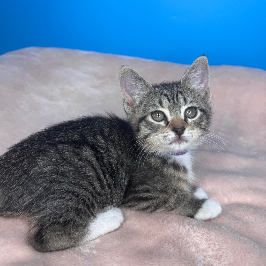 TILLY - Domestic Shorthair available for adoption