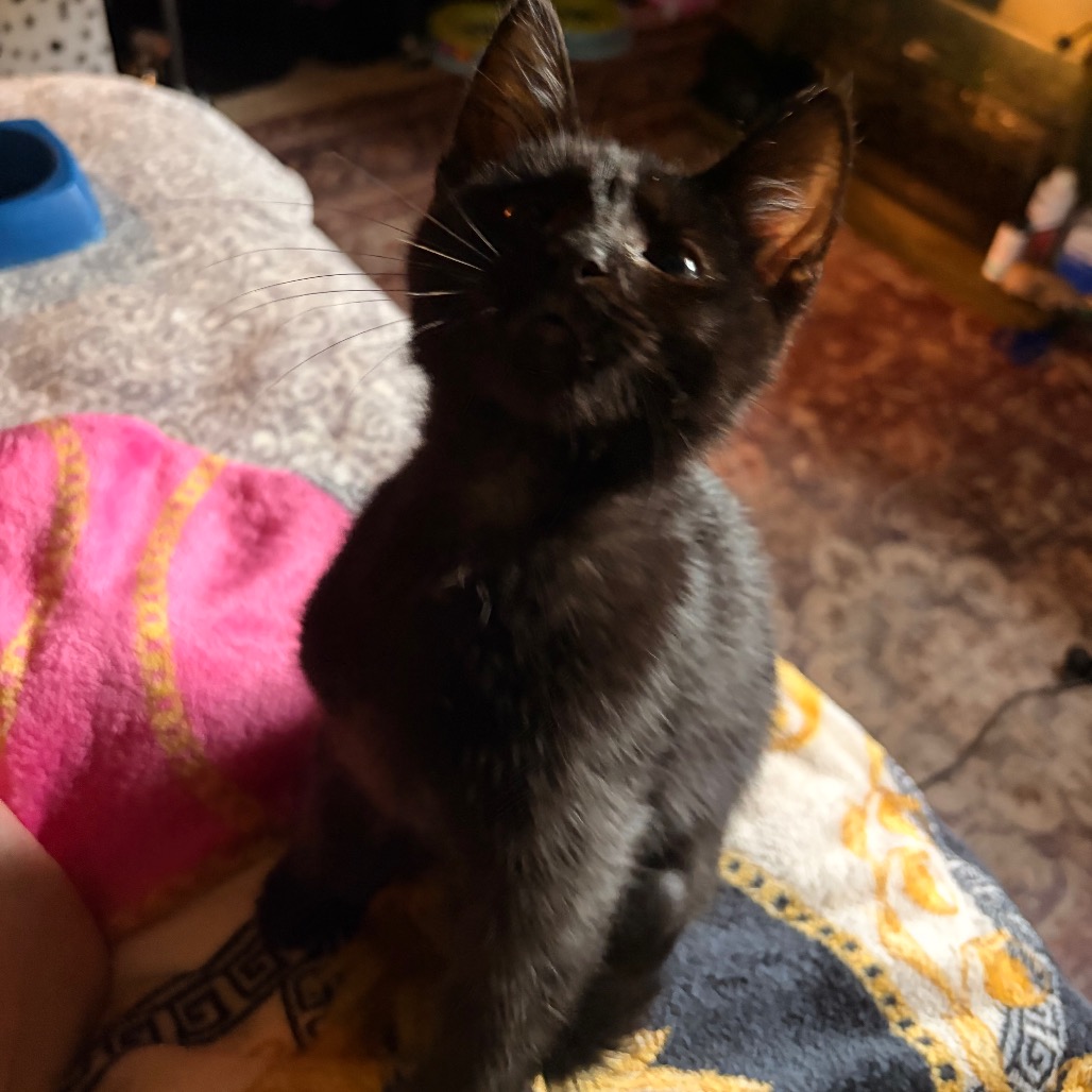 Enderman: I'm in foster, call to meet me!
