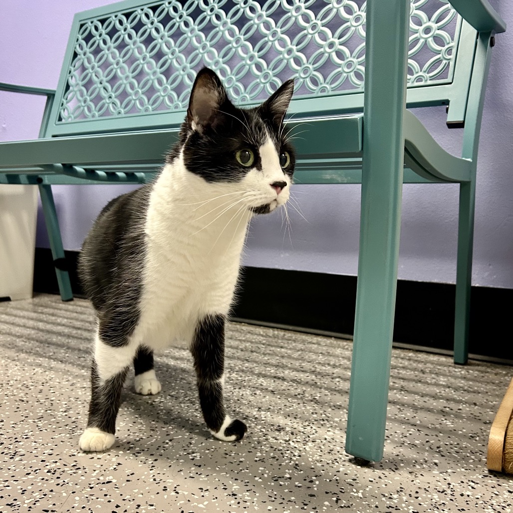 KITTY - Domestic Shorthair available for adoption