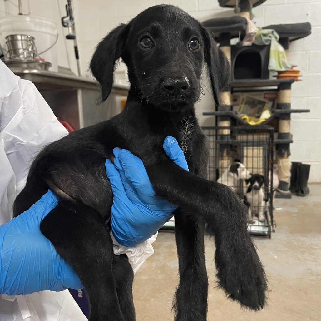 Herbert, available for adoption at PVAS