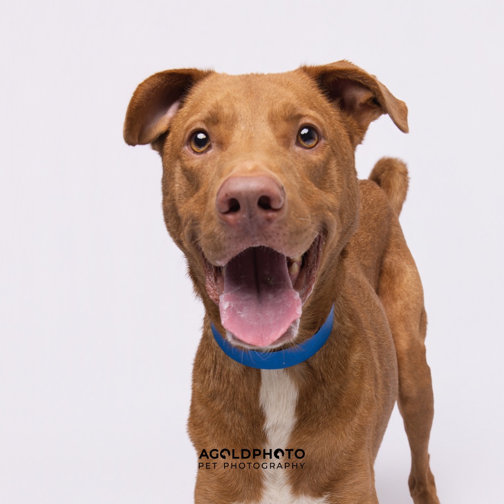 Ozzi — thumbnail 4