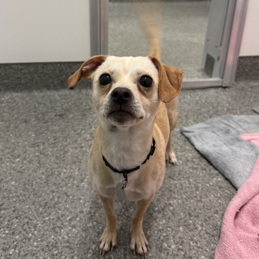 Lace — thumbnail 4