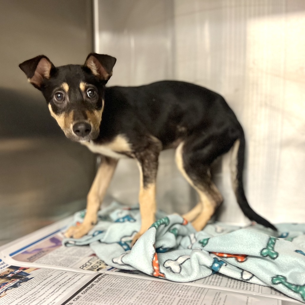 Duckie, available for adoption at PVAS