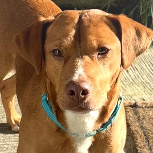 GOLDEN - Retriever, Labrador / Mix available for adoption