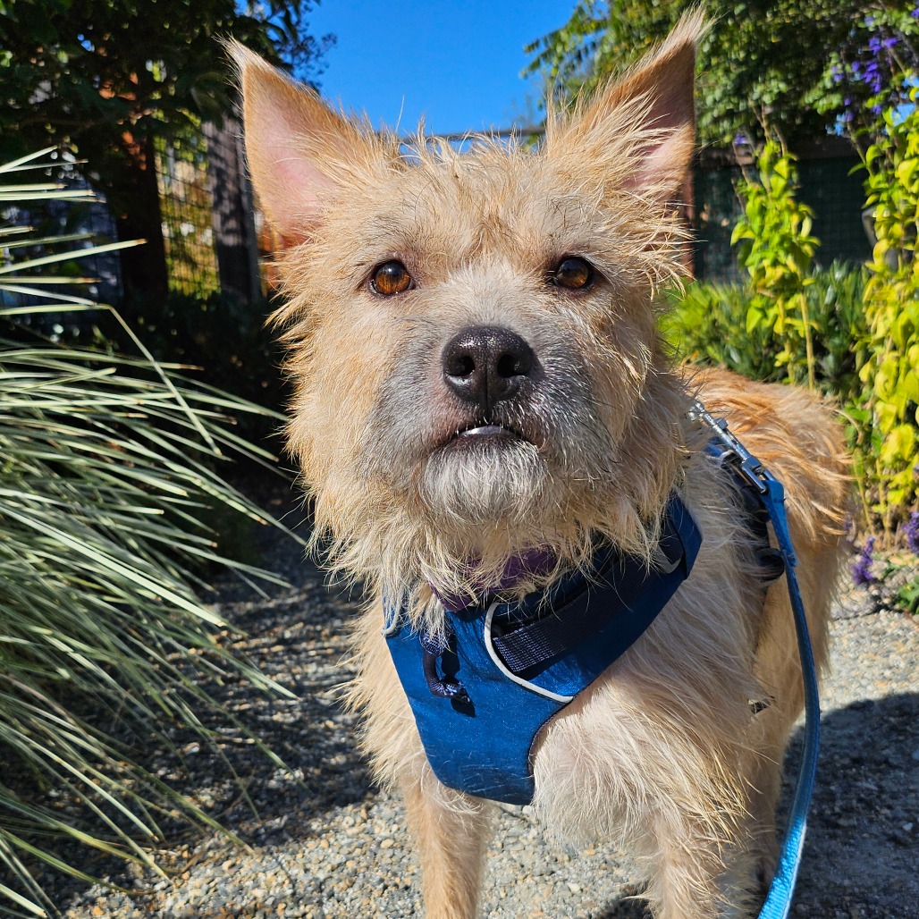 SAMWISE - Mixed Breed (Small) available for adoption