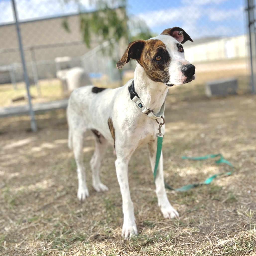 SUNDAE - Shepherd / Mix available for adoption