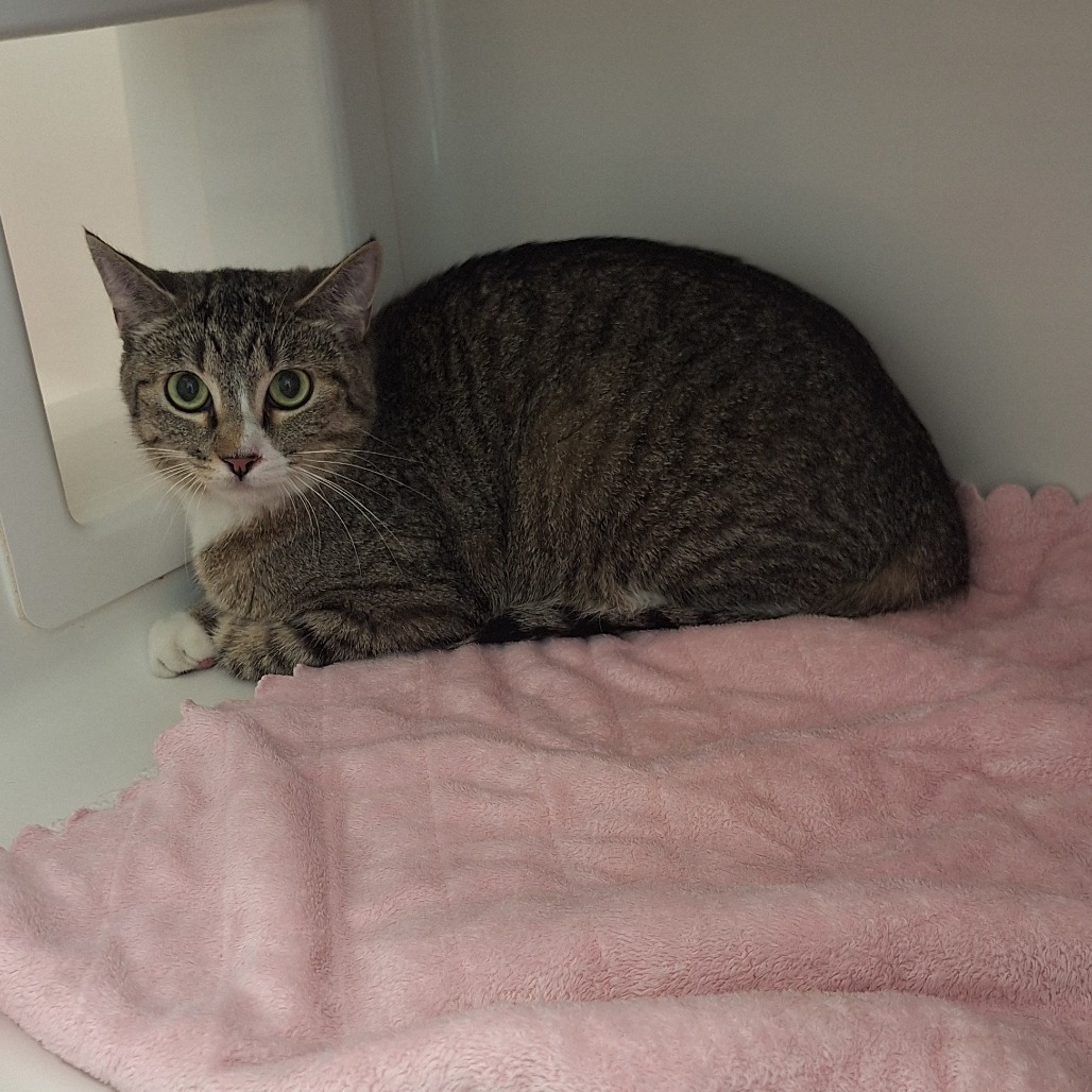 AMELIA - Domestic Shorthair available for adoption
