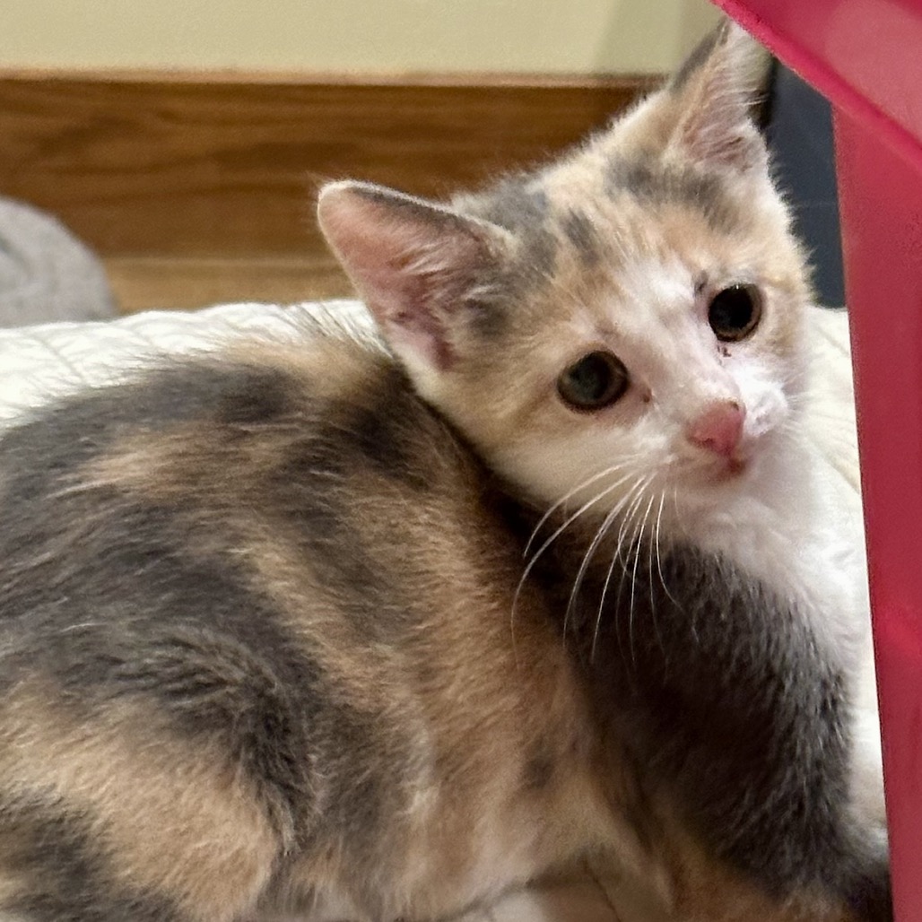SELENE - Domestic Shorthair for adoption in West Jordan