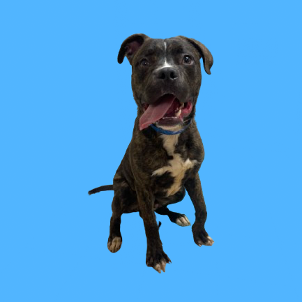 Tusc Stray 81362