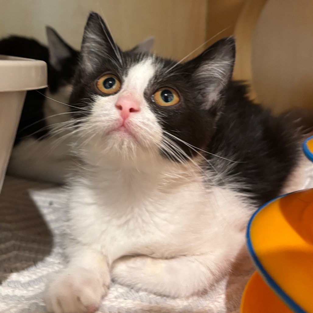 DUSK - Domestic Shorthair available for adoption