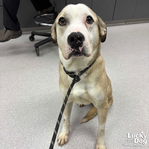 GHOST - Bulldog / Mix available for adoption