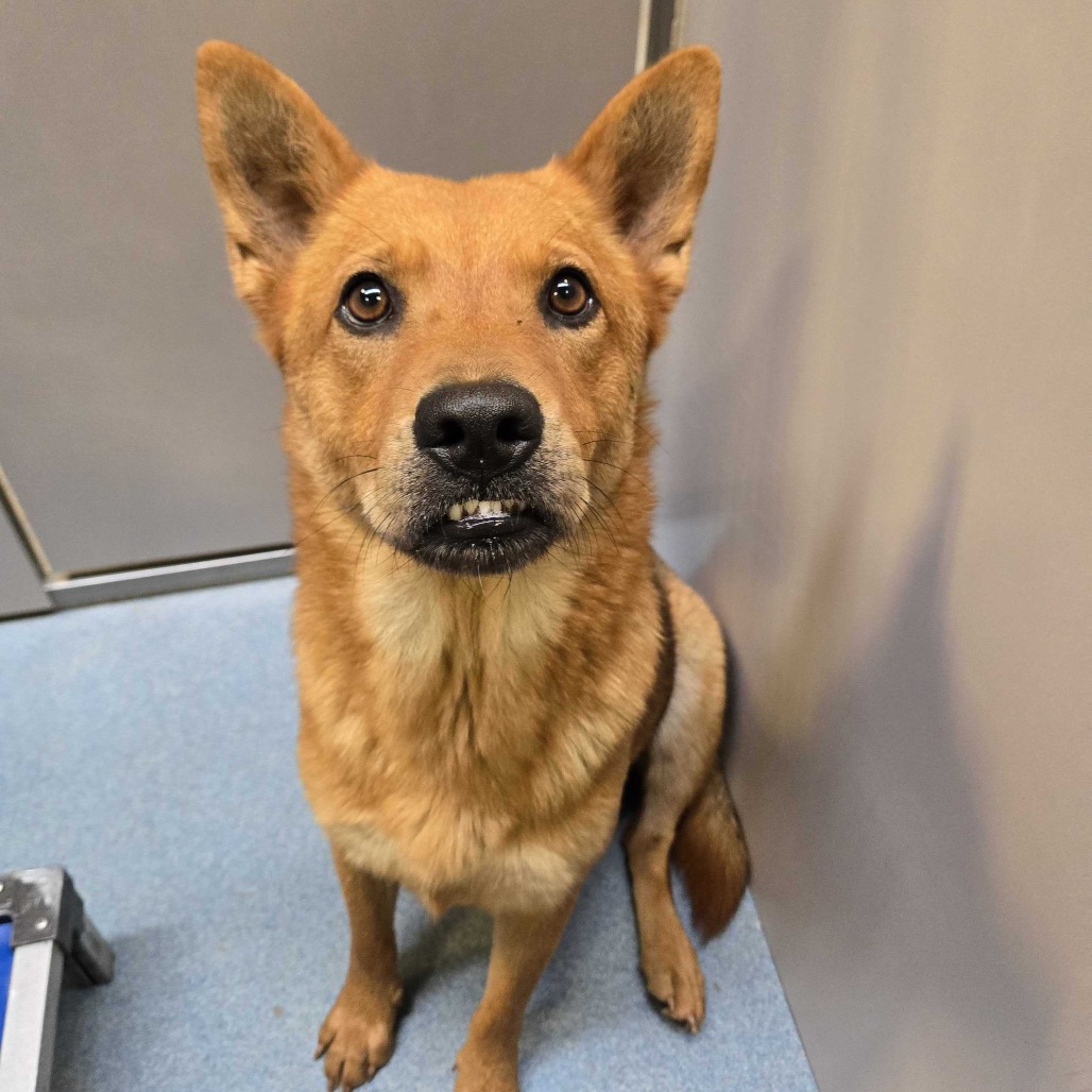 LYNX - Shepherd available for adoption