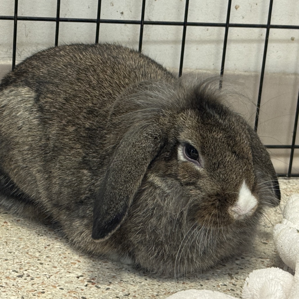 Dottie, photo 2