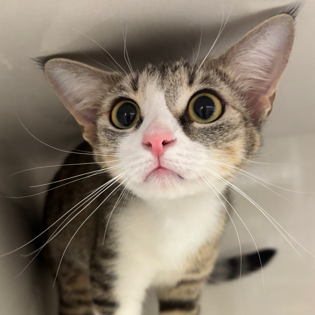 Fiona - Domestic Shorthair