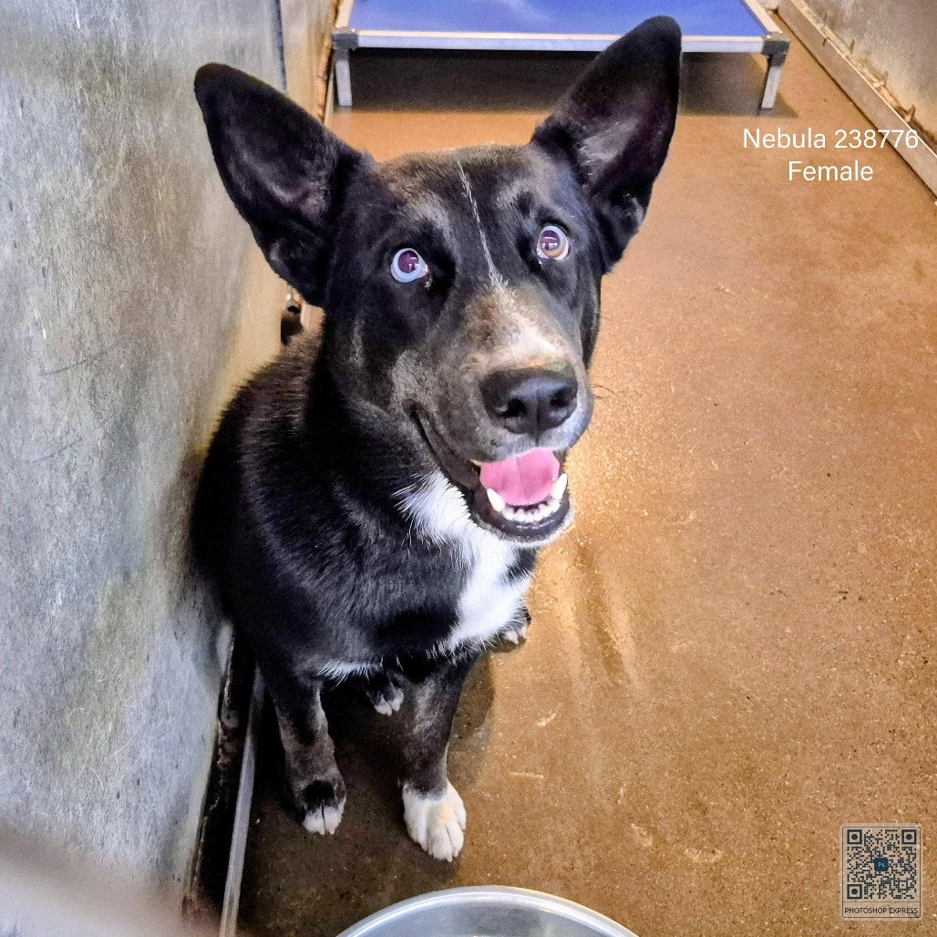 Nebula, available for adoption at PVAS