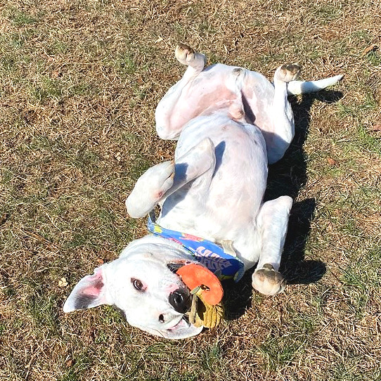 Ronnie — thumbnail 9