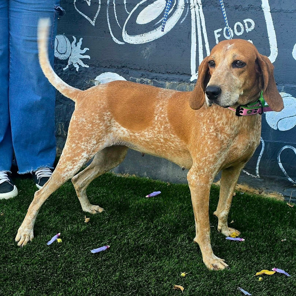 FOSTER NEEDED - Birdie