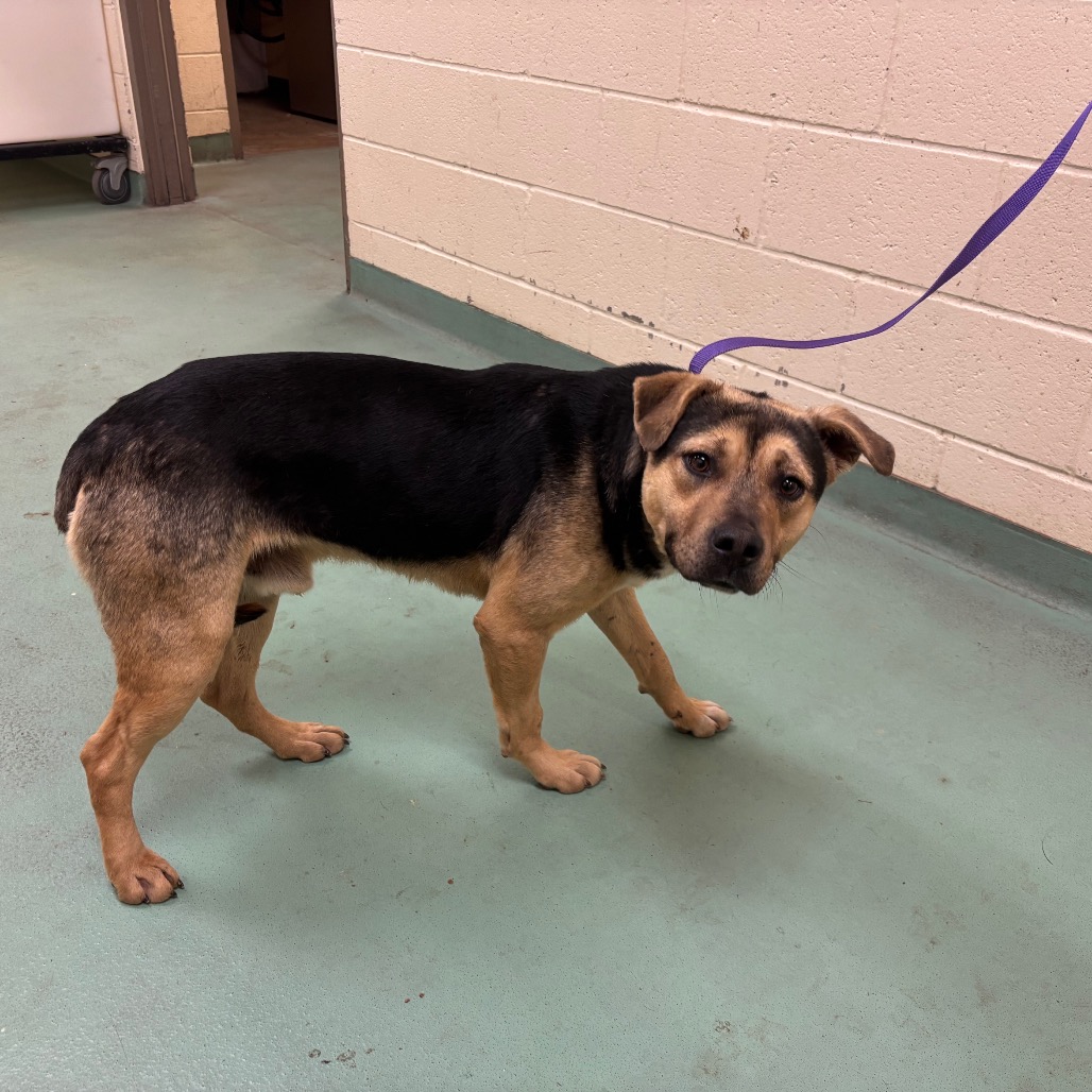 Ridge — thumbnail 6