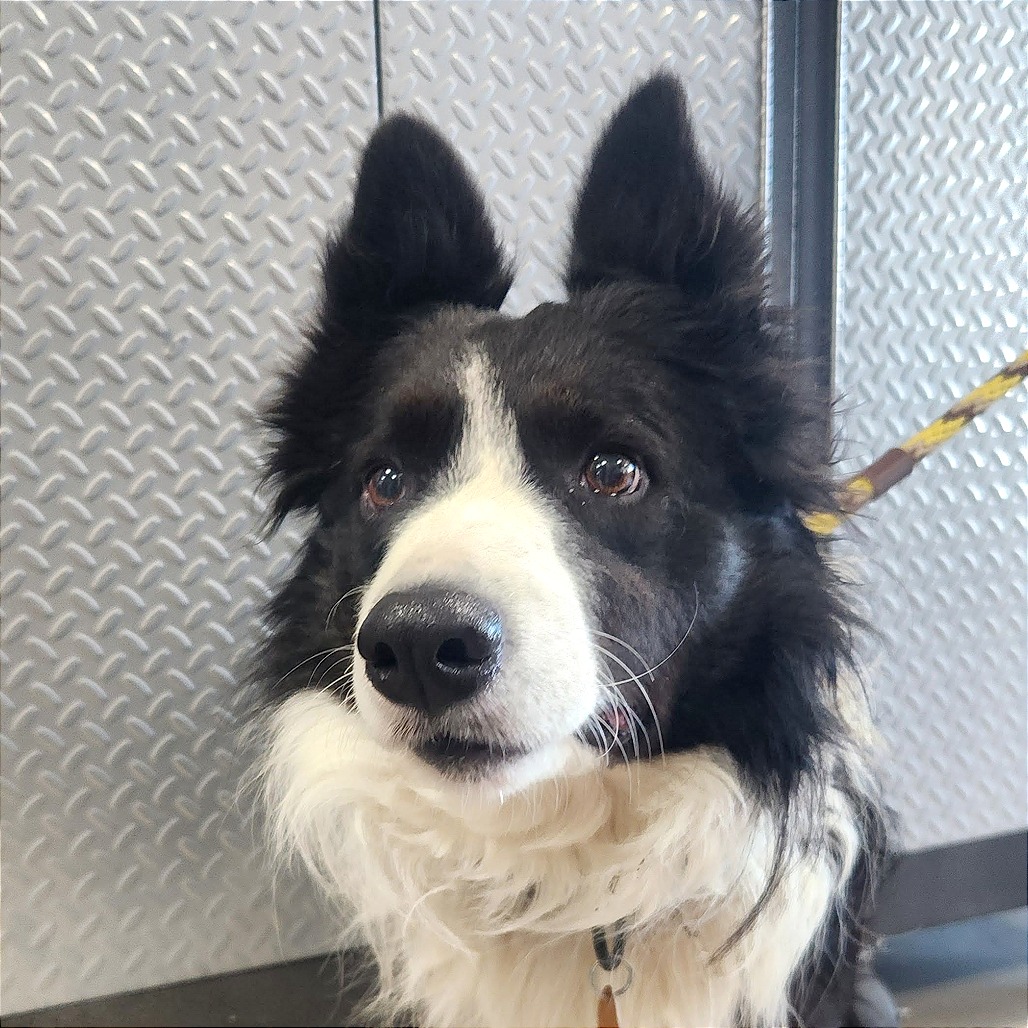 Billy Jack — thumbnail 3