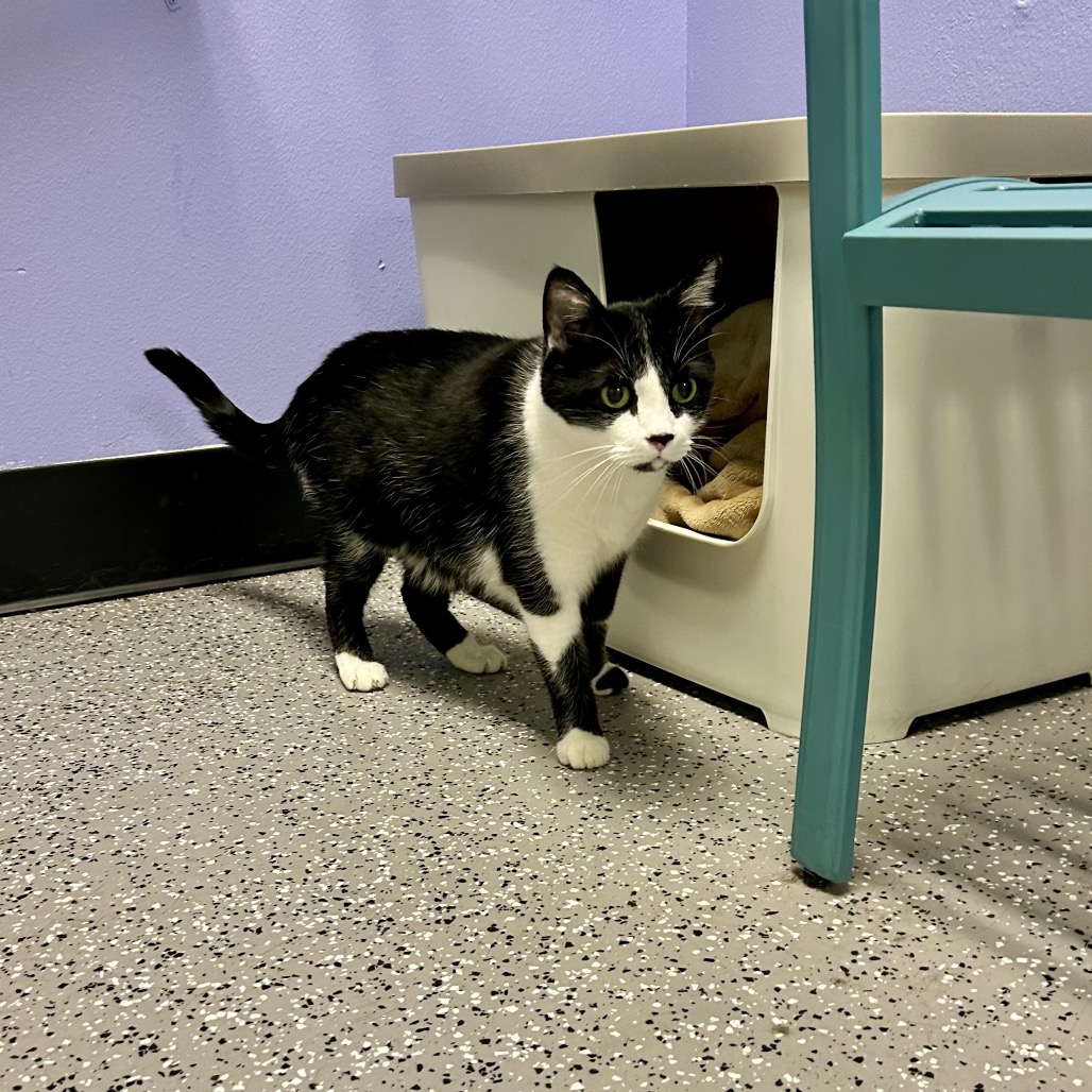KITTY - Domestic Shorthair available for adoption