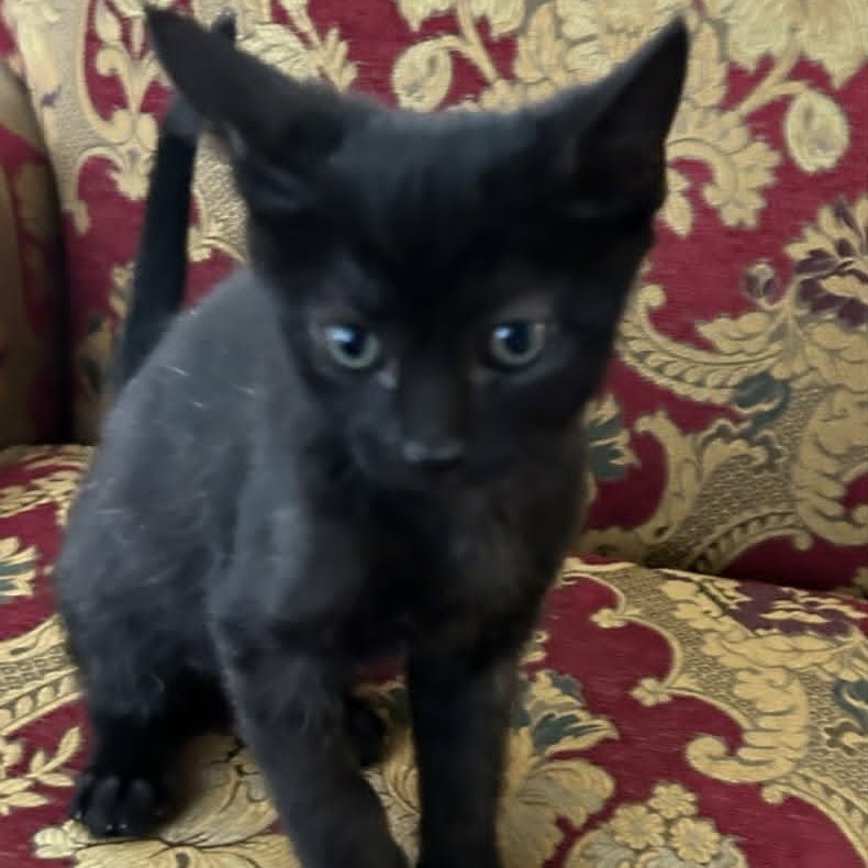 SPEEDOS - Domestic Shorthair available for adoption