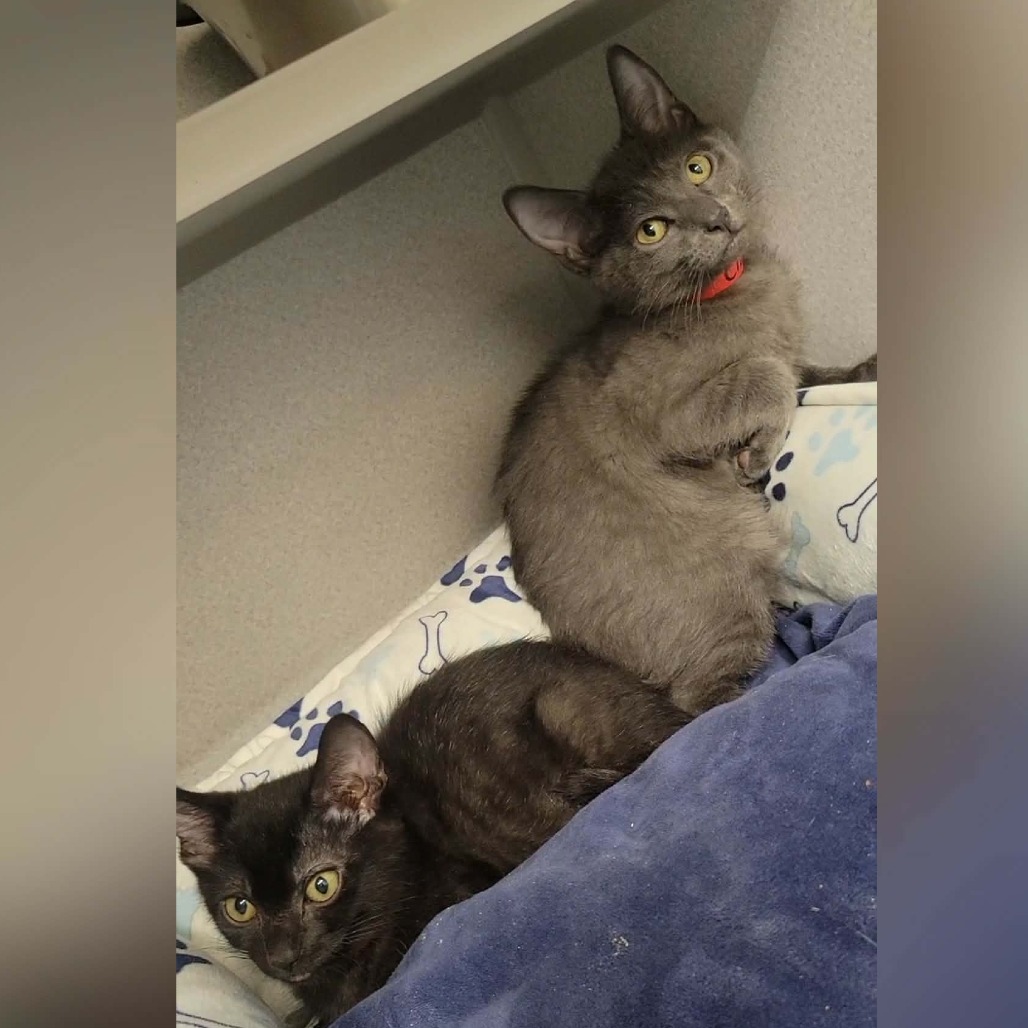 CLOVER - Domestic Shorthair available for adoption