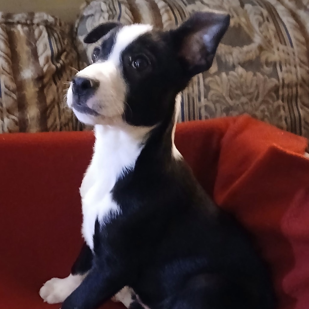 Alonzo