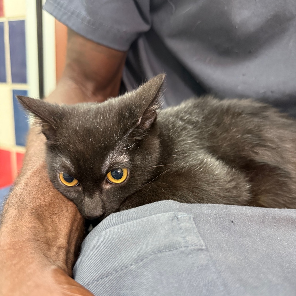 FIJI (661521) - Domestic Medium Hair available for adoption
