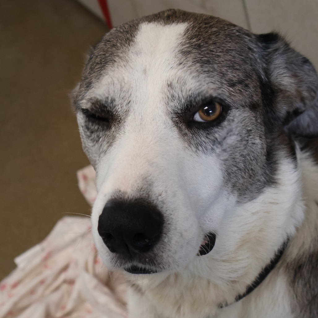 Pongo, photo 14