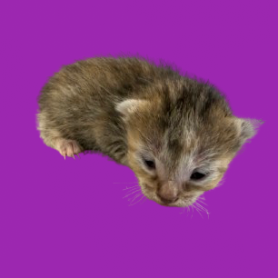 Tusc Stray 81775 2 3
