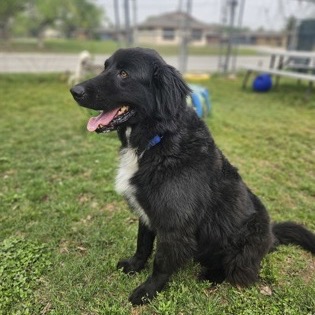 Scout, photo 3