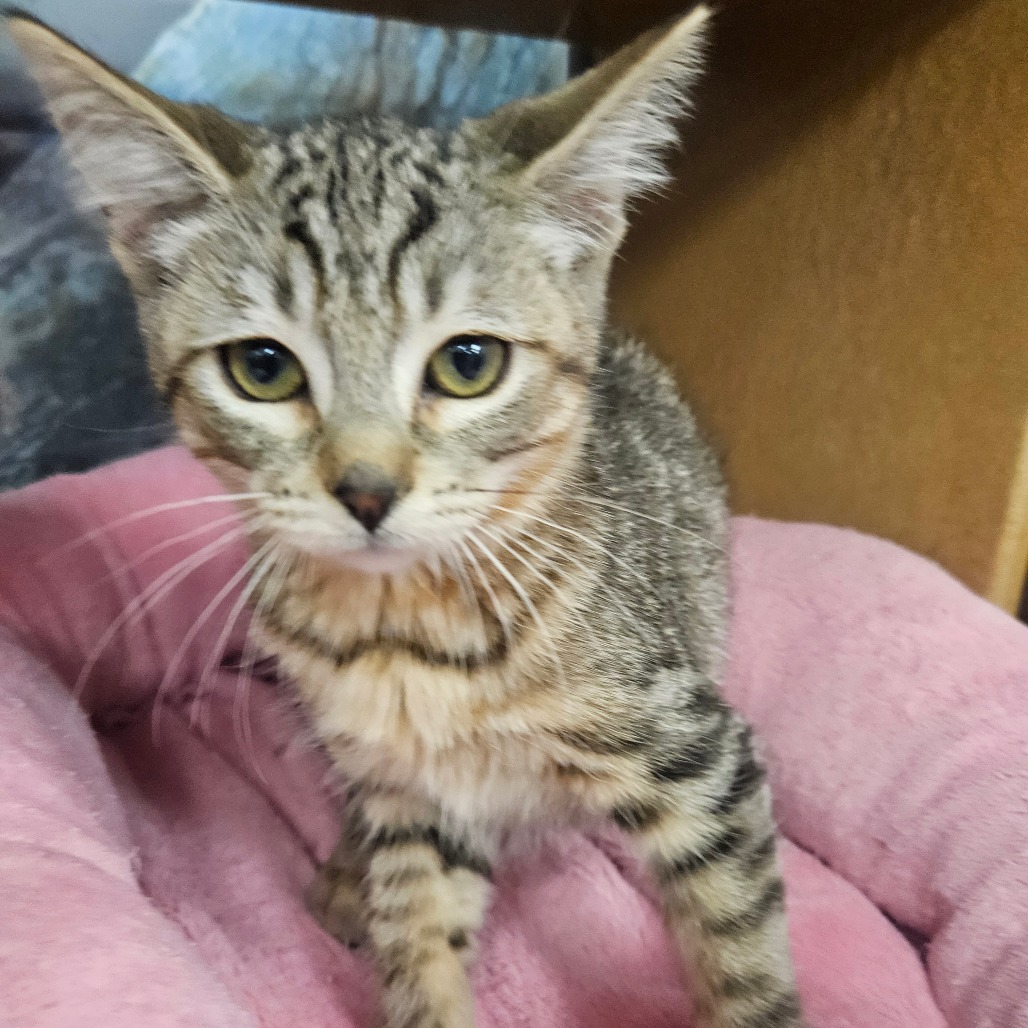 AVACATTO - Domestic Shorthair available for adoption