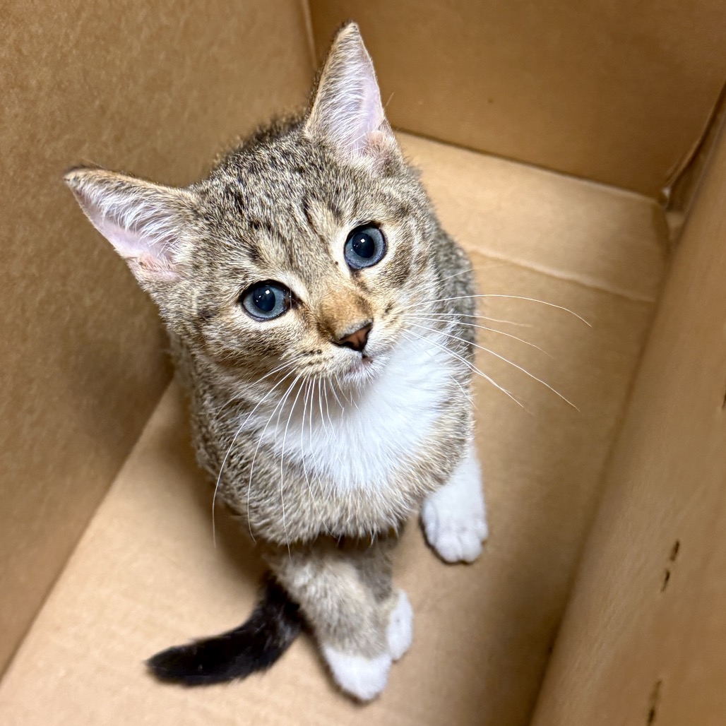BOB - Domestic Shorthair available for adoption