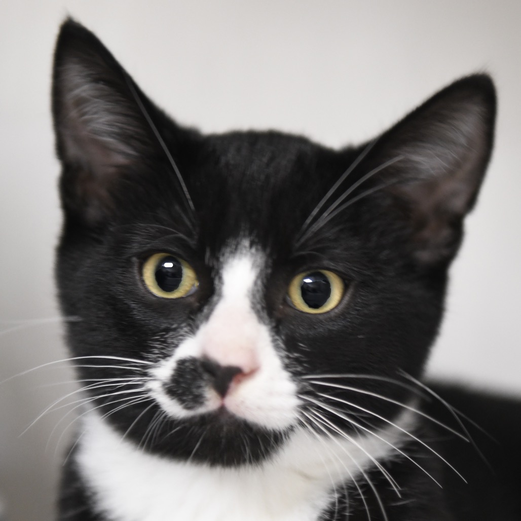 Kahe - Domestic Shorthair