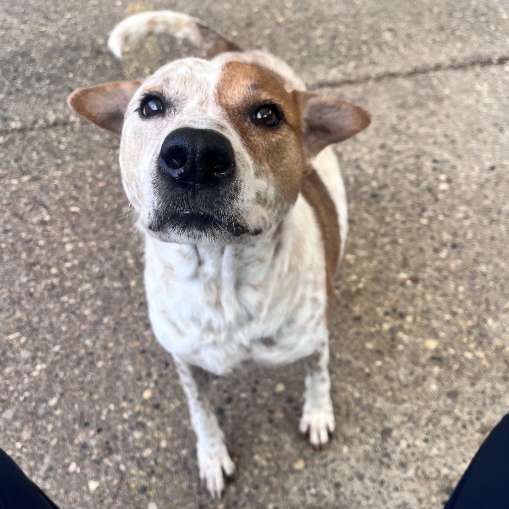 Wallace — thumbnail 4