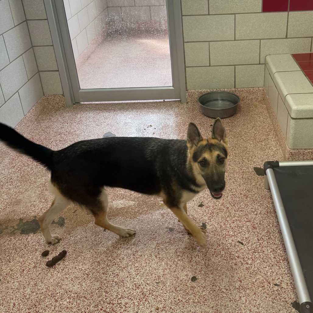 MILANI - Shepherd / German available for adoption