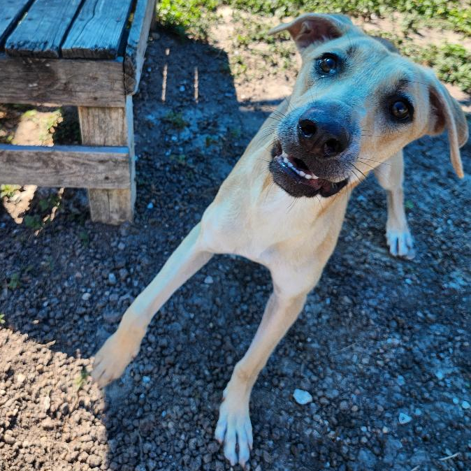 Photo of Jane, a dog adopted from Gulf Coast Humane Society
