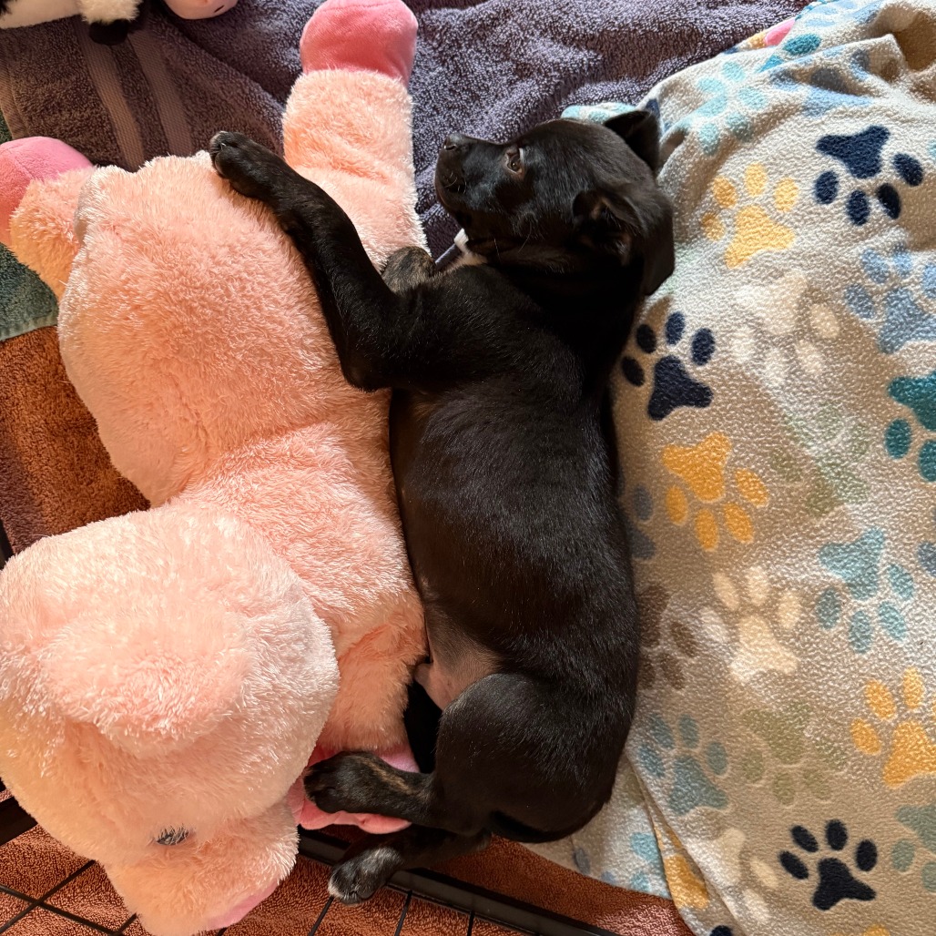 Waylon, photo 14