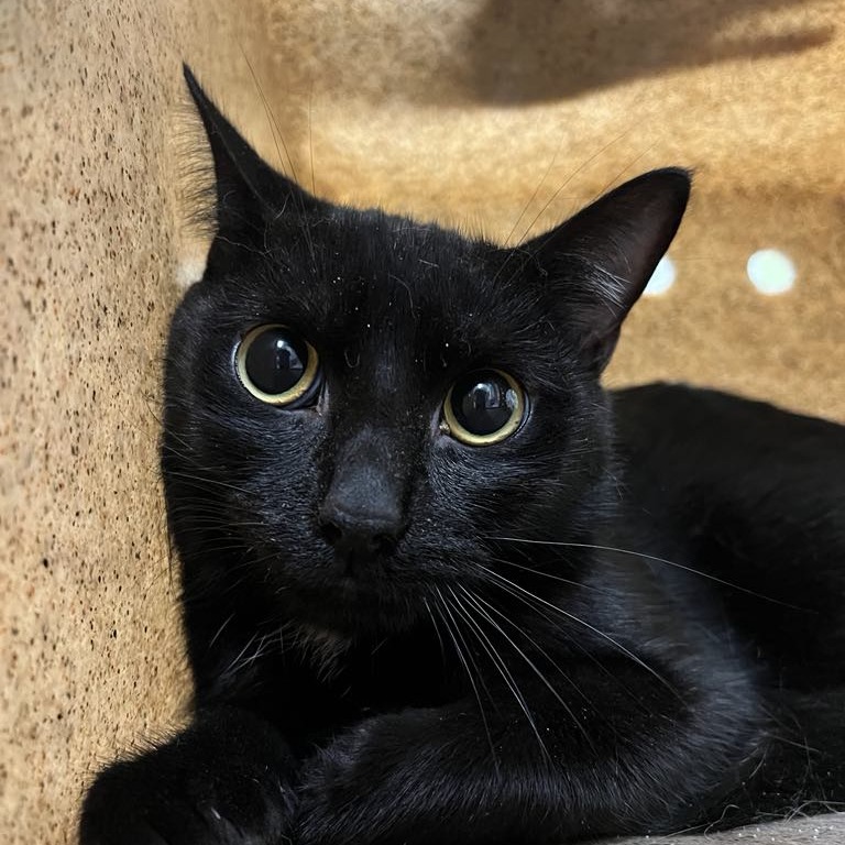 Datura — thumbnail 2