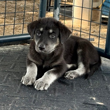 AVICII - Collie, Border / Shepherd available for adoption