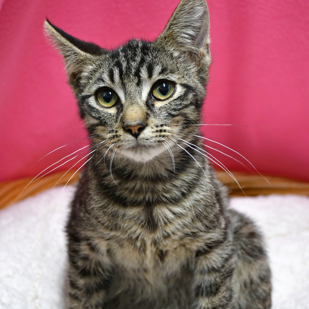 ERNEST - Domestic Shorthair for adoption in Beaumont